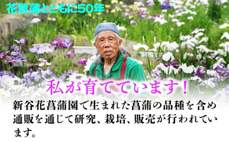 観葉植物 花しょうぶの苗5品種5ポットセット  観葉植物[AGBG001]