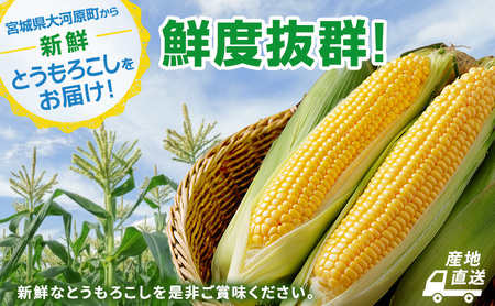 とうもろこし 味来 家庭用 10本 訳アリ トウモロコシ 宮城県産 甘い 夏 朝採れ 訳あり 産地直送 宮城県 大河原町