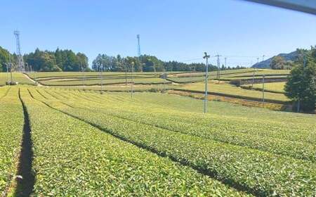 熊本水俣にある桜野園のお茶 自然栽培の煎茶「蒼」3個セット お茶 茶葉 緑茶 熊本県産 九州産 ギフト 贈りもの 