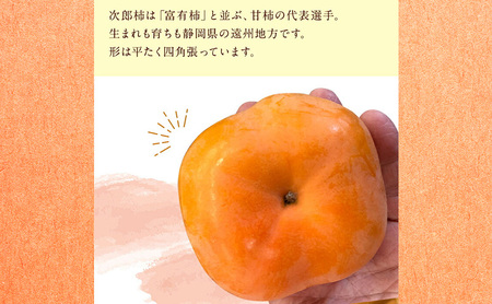 静岡県浜松市産 次郎柿 約3kg　8玉～14玉 柿 甘柿 フルーツ 果物 化粧箱入 静岡 浜松市【配送不可：離島】