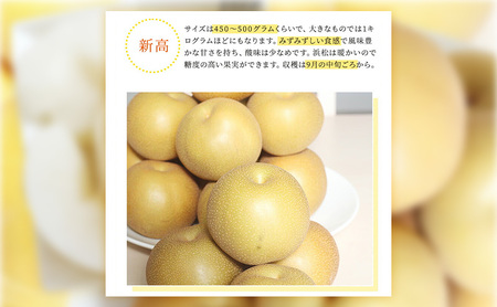 浜松市産 梨 約2.5kg 5～8玉入り なし フルーツ 果物 静岡 浜松市【配送不可：離島】
