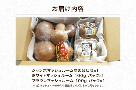 島人マッシュルームセット（ジャンボ×1ホワイト・ブラウン各100gセット