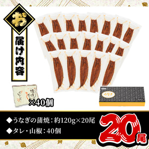 うなぎ 無投薬 鹿児島県産 ＜定番＞(計2.4kg以上・ 約120g×20尾) うなぎ【西日本養鰻】D52