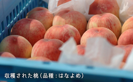 桃 2026年 先行予約 桃 早生種 約900g 3～4玉