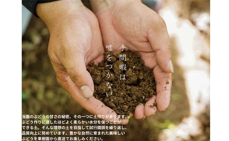 訳あり  藤稔 2房 合計1.0kg以上 産地直送 朝採れ ぶどう 葡萄 岡山 Kawahara Green Farm 2026年 先行予約