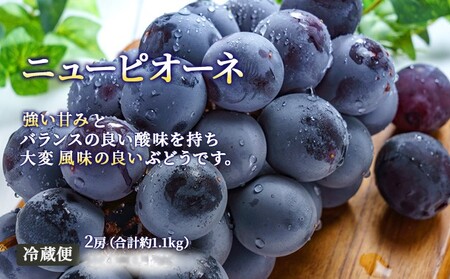 フルーツ 2026年 先行予約 晴れの国 岡山 の フルーツ 定期便 6回コース 桃 ぶどう 梨 岡山県産 国産 フルーツ 果物 ギフト