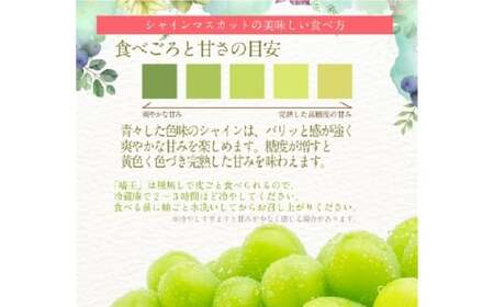 【2回定期便】シャインマスカット 晴王 約2kg（3～5房） ２回 定期便  9月・10月に1回ずつ発送 岡山県産 種無し 皮ごと食べる みずみずしい 甘い フレッシュ【2026年9月上旬発送開始】【岡山県産 種無し 皮ごと食べる みずみずしい 甘い フレッシュ 9月～10月発送 晴れの国 おかやま ぶどう 葡萄 マスカット 果物大国 彩美菜果 岡山県 倉敷市 おすすめ 人気】