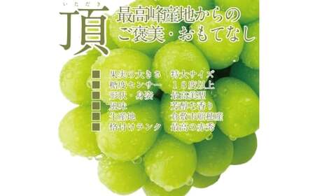  プレミアム シャインマスカット 晴王 2房 約1.3kg 種無し  皮ごと食べる  フレッシュ  旬の美味しさ【2026年9月上旬-10月下旬 発送予定】【シャインマスカット マスカット ぶどう 葡萄 岡山県産   種無し 皮ごと食べる みずみずしい 9月～10月お届け フレッシュ 晴れの国おかやま 果物大国 贈答品 彩美菜果 岡山県 倉敷市】