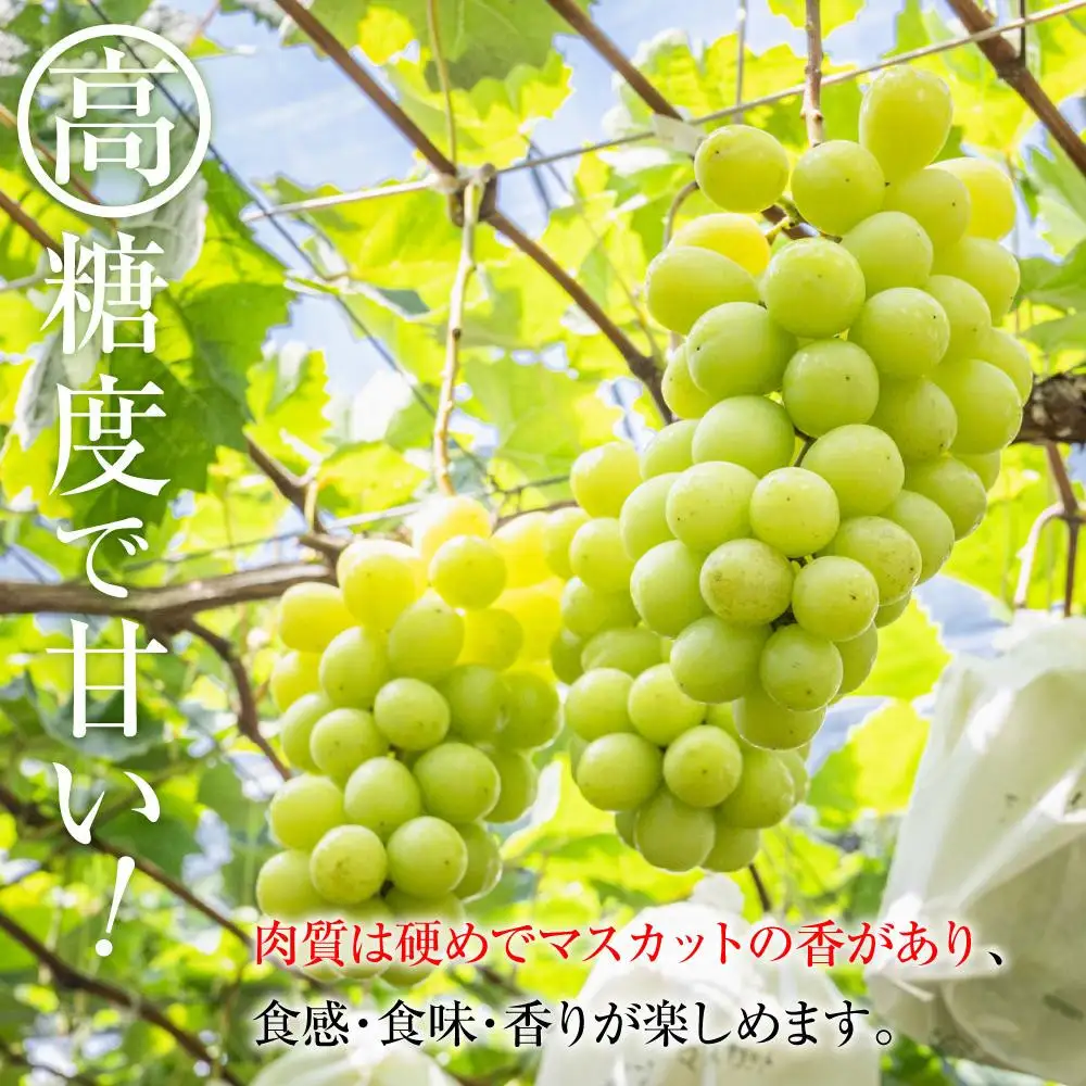 【先行予約】C　2026  シャインマスカット　２房～３房　約1kg弱【2026年10月下旬頃～順次発送予定】長野県産 　国際特許有機肥料栽培