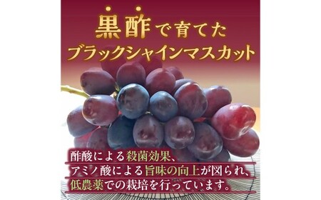 【訳あり】かねひろの黒酢ブラックシャインマスカット 富士の輝き 約700g × 2房 （合計：約1.4kg） 【2026年9月上旬～9月下旬発送予定】 シャインマスカット ぶどう ブドウ ブラック 葡萄 シャインマスカット フルーツ 果物 くだもの 訳あり わけあり 佐賀県 太良町 003-0008