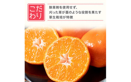 新宮みかん園の不知火 L～3Lサイズ 約3㎏ 【2026年2月上旬～6月上旬発送予定】 みかん ミカン 蜜柑 不知火みかん しらぬい デコポン でこぽん 温州みかん 完熟みかん 国産 佐賀県産 太良町 期間限定 詰め合わせ L58x1
