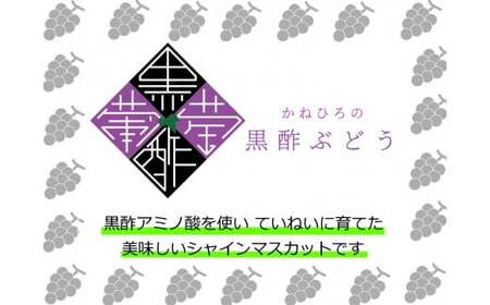 かねひろの「黒酢シャインマスカット（ご家庭用）」　2～3房（約1.2kg） 【2026年9月上旬～9月下旬発送予定】 フルーツ 果物 くだもの ぶどう ブドウ 葡萄 シャイン シャインマスカット 新鮮 マスカット 黒酢シャインマスカット こだわり 国産シャインマスカット 黒酢アミノ酸栽培 ハウス栽培 大粒 中粒 小粒 ご家庭用 佐賀県 太良町 NB26x1