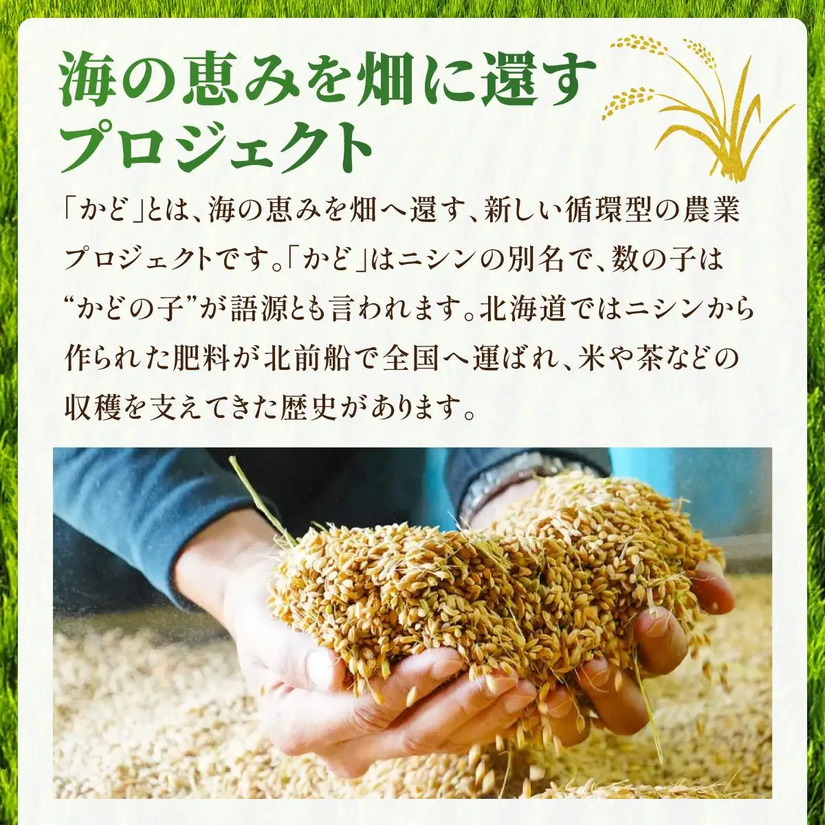 【北海道産お米】ななつぼし5kg　（カド肥料使用）