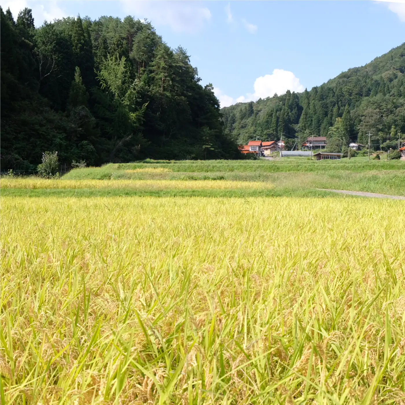 令和7年産!　石見高原みずほ米コシヒカリ 無洗米仕上　5kg