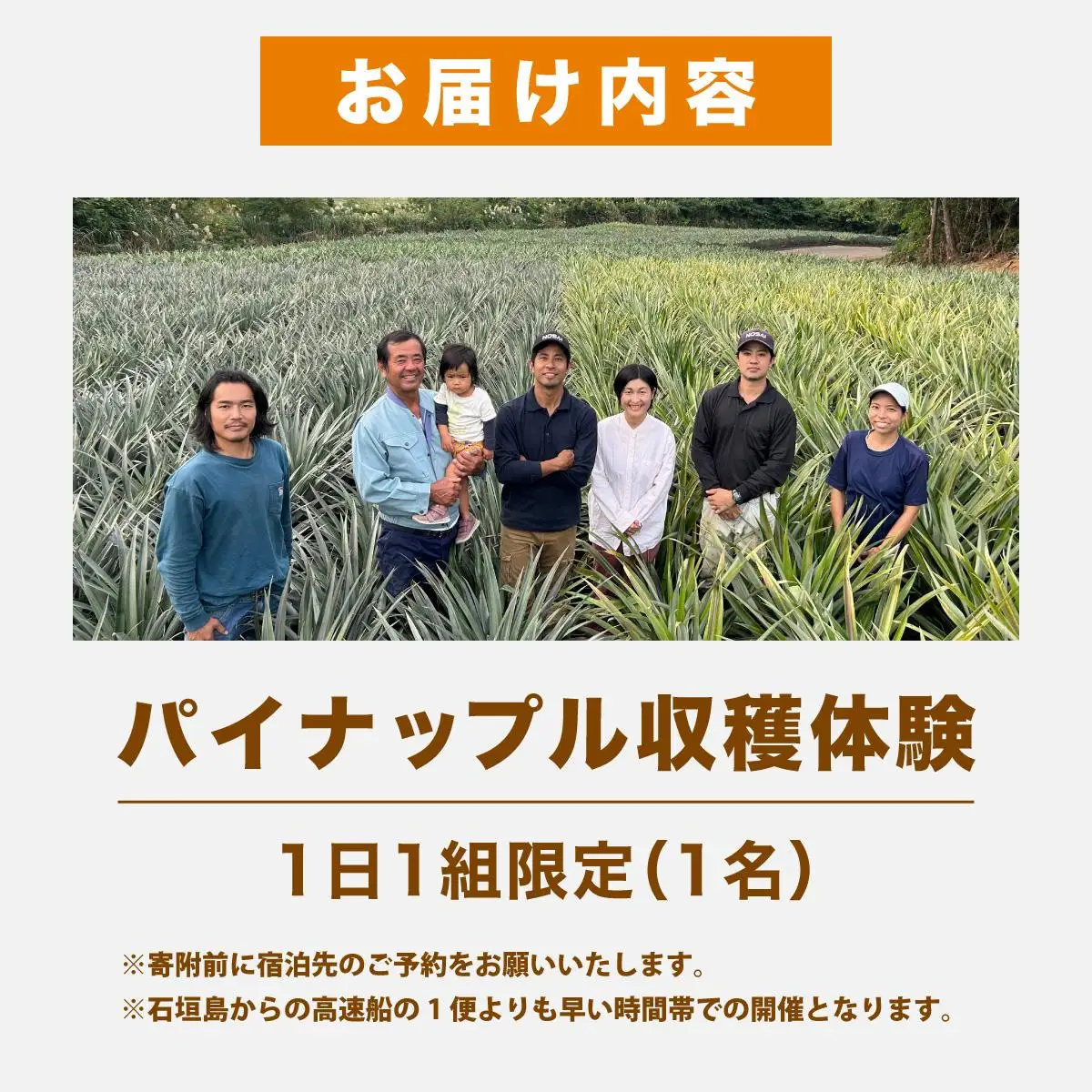 パイナップル収穫体験【1名】爽やかな朝日を浴びた中での開催♪（4月25日～6月15日開催）