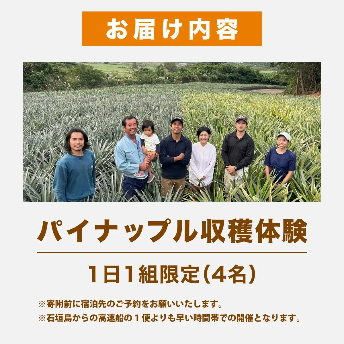 パイナップル収穫体験【4名】爽やかな朝日を浴びた中での開催♪（4月25日～6月15日開催）