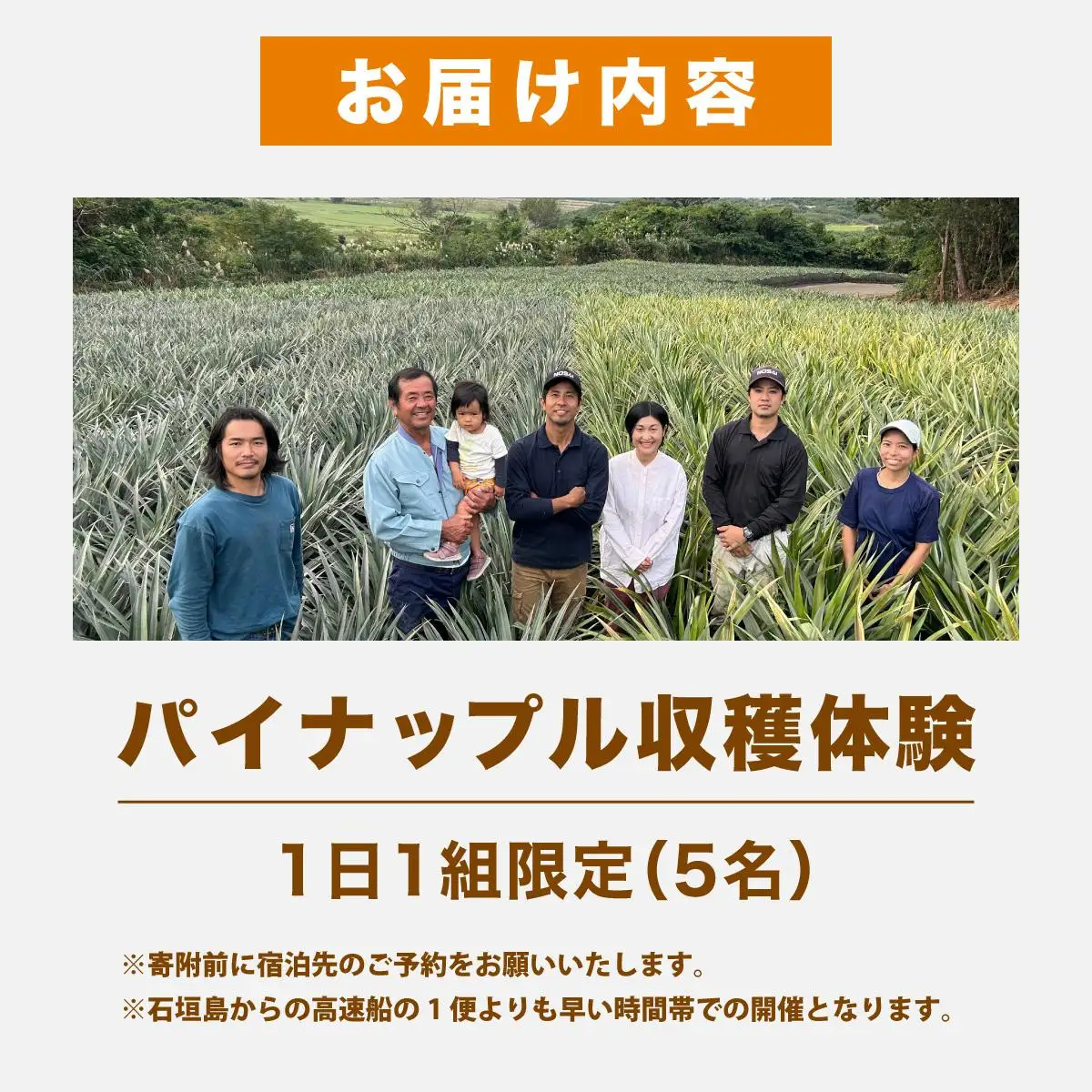 パイナップル収穫体験【5名】爽やかな朝日を浴びた中での開催♪（4月25日～6月15日開催）