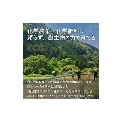 縁起米 9合 桐箱 付き ブレンド米