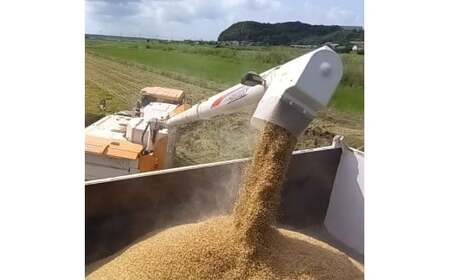★令和8年産 先行予約★ 数量限定 米 精米 白米 10kg「こしひかり」先行予約 鹿嶋市産【令和8年産 コシヒカリ 10キロ お米 コメ ごはん ライス ブランド米 茨城県 鹿嶋市】(KEJ-8)