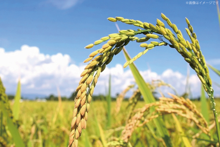 米 令和7年産 里山のこしひかり ほくの里 2kg ×2袋 計4kg [JA石川かほく 石川県 津幡町 tb17nir90049]