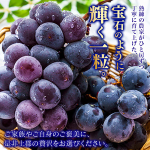 【先行予約】ご自宅用船坂ぶどう 約2kg（3～5房）| 船坂ぶどう ぶどう フルーツ 兵庫県 上郡町 発送は2026年8月16日～2026年10月10日頃予定】