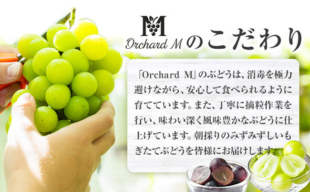 〈プラスワン企画実施中〉 シャインマスカット 1房・旬のぶどう 1房 ＋ お試しぶどう 1房 計 1.4kg Orchard M《8月中旬-10月上旬頃出荷》熊本県 長洲町 果物 フルーツ スイーツ デザート