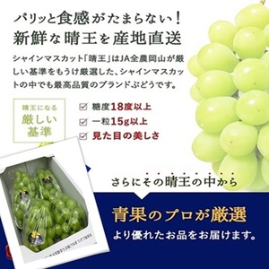 ぶどう 2026年 先行予約 シャイン マスカット 晴王 3～5房 2kg前後 （10月上旬～11月下旬発送分） ブドウ 葡萄  岡山県産 国産 フルーツ 果物 ギフト 岡山のブドウ デザート 食べ物 日本産