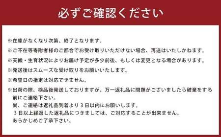 【先行予約】牟田農園のさがびより 5kg （5kg × 1袋） 【令和8年産】 ＜精米＞ さがびより お米 おコメ おこめ 米 コメ こめ もっちり 牟田農園 国産 佐賀県 太良町