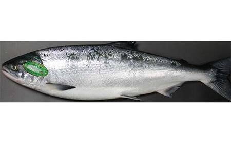 トキシラズ 約4kg 鮭 サケ 魚 トキシラズ 生鮮 北海道 釧路市 F5F-0111