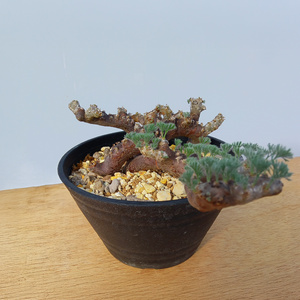 サルコカウロン・ムルチフィズム (発根管理済) A003｜観葉植物 コーデックス [0675]