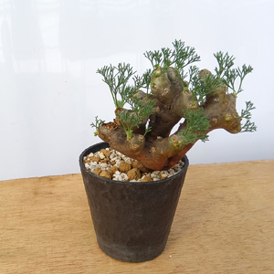 サルコカウロン・ムルチフィズム (発根管理済) A008｜観葉植物 コーデックス [0680]