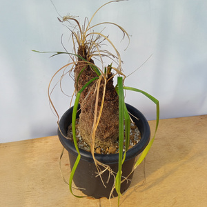 キセロフィタ トリコフィラ (発根管理済) A002｜観葉植物 コーデックス [0683]