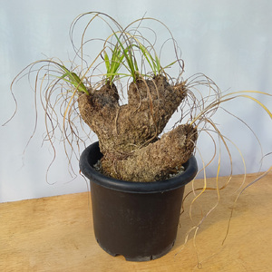 キセロフィタ トリコフィラ (発根管理済) A003｜観葉植物 コーデックス [0684]