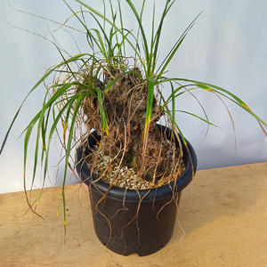 キセロフィタ トリコフィラ (発根管理済) A008｜観葉植物 コーデックス [0689]