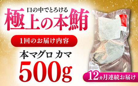 【全12回定期便】対馬産 本マグロ カマ 500g ≪対馬市≫【桐谷商店】 トロの華 対馬 新鮮 マグロ かま 鮪[WAQ094]