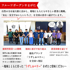 カタラーナ 8個 いちご カタラーナ