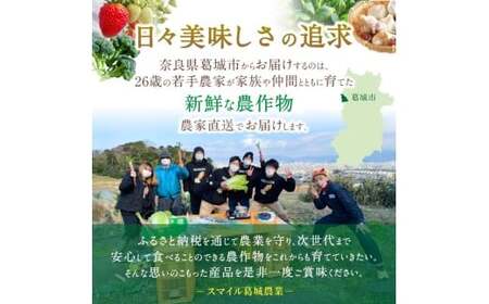 奈良県葛城産 にんにく 約1kg(500g×2袋)  【2026年5月上旬～7月下旬順次発送】 葛城市【smlk064】