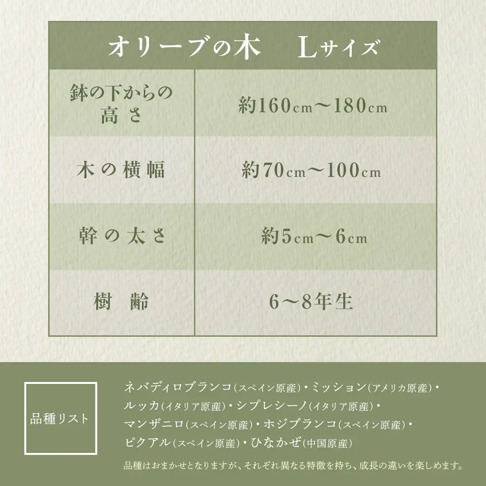 オリーブの木　Lサイズ　高さ約160～180cm