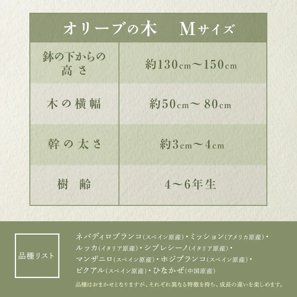 オリーブの木　Mサイズ　高さ約130～150cm