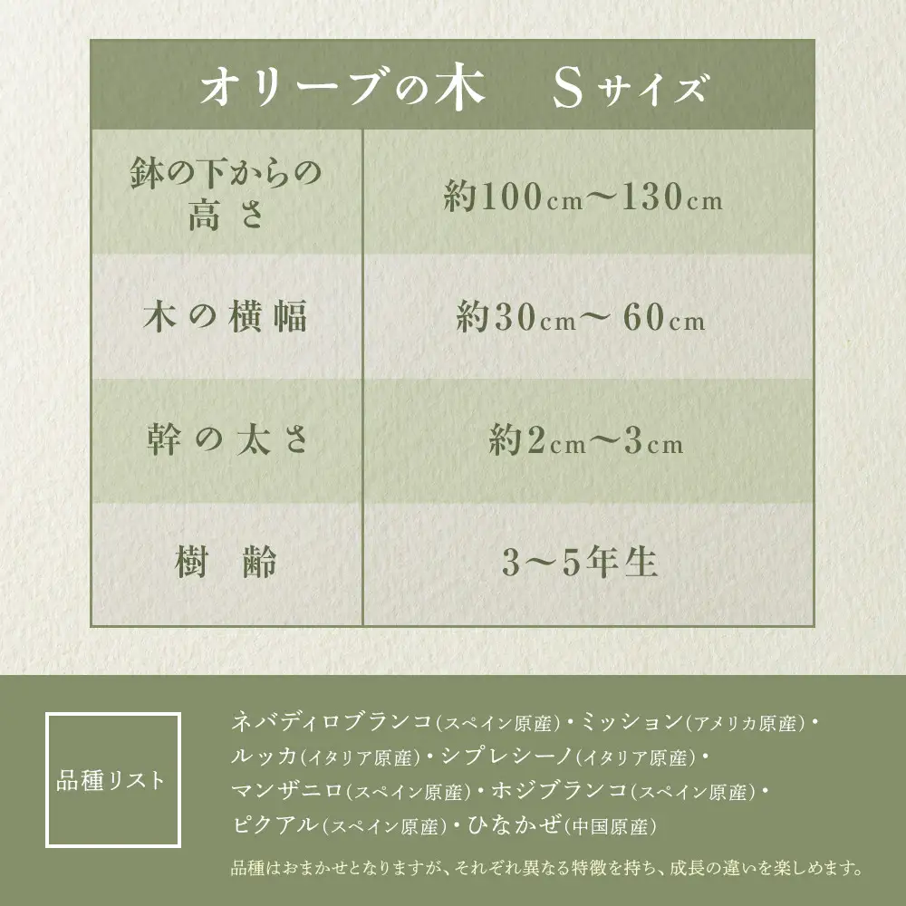オリーブの木　Sサイズ　高さ約100～130cm
