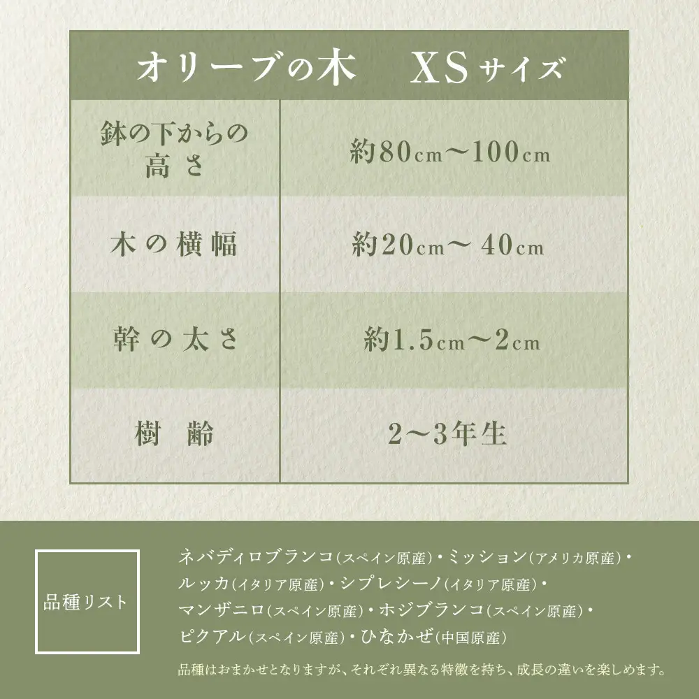 オリーブの木　XSサイズ　高さ80～100cm