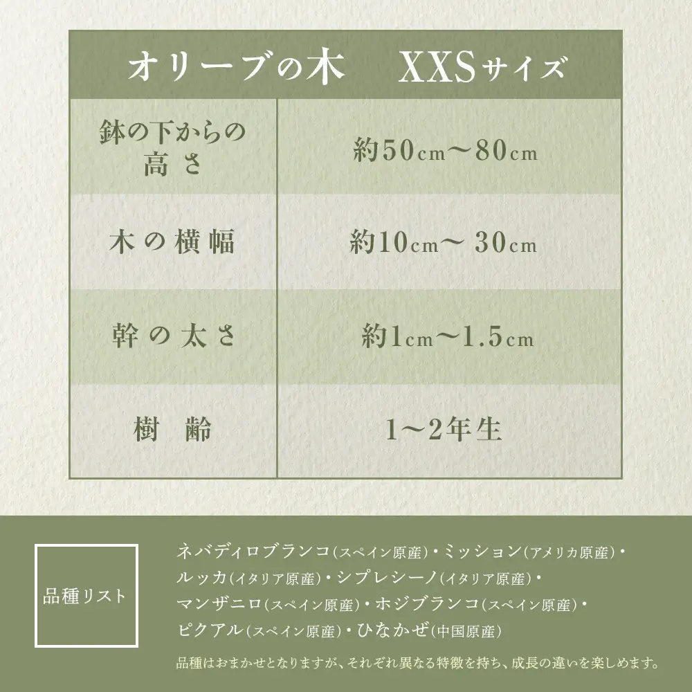 オリーブの木　XXSサイズ　高さ約50～80cm