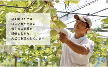 桃、ぶどう、梨の最上級品を旬にお届けする3回便！ (定期便)(岡山県産) 【KF-T033-01】