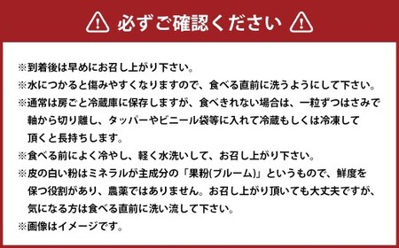 大粒 ぶどう 3種 セット 3房 計約2kg シャインマスカット ピオーネ クイーンニーナ 【2026年10月上旬から12月下旬頃迄発送予定】 ／ マスカット 葡萄 ブドウ 種無し 種なし