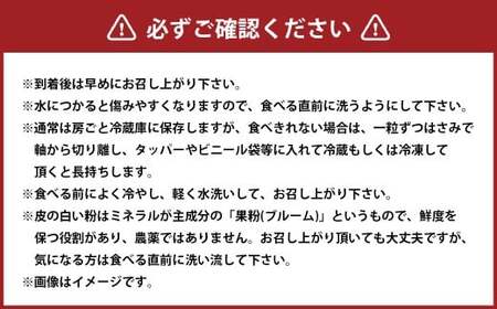 大粒 シャインマスカット 2～4房 計約2kg 【2026年10月上旬から12月下旬頃迄発送予定】 ／  マスカット 葡萄 ブドウ 種無し 種なし