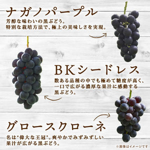 彩り豊かな完熟ぶどう バラ粒パックセット 1㎏【tbb01】