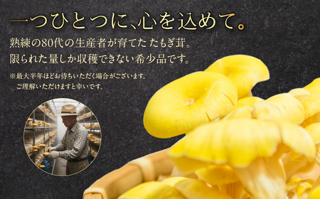国産 生たもぎ茸 100g×10パック タモギ茸