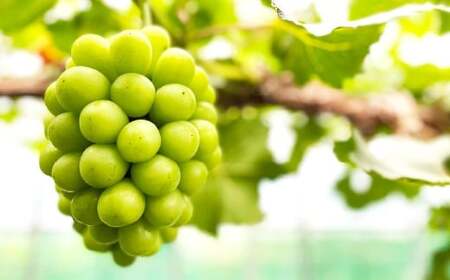 桃 ぶどう 2026年 先行予約 岡山 白桃 5玉と シャイン マスカット 2房 詰合せ 合計2.7kg以上  【2026年7月上旬～8月上旬 発送予定】 もも 葡萄 岡山県産 国産 フルーツ 果物 環山堂 くだもの お取り寄せ 贈り物 ギフト 国産