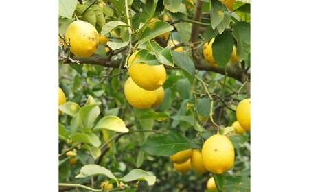 【希望の島】レモン特選品中玉2kg 愛媛県 松山市 中島産 レモン れもん 檸檬 贈答用 果物 フルーツ 調味料 農家直送 国産 常温 【2026年6月下旬迄順次発送予定】（1012）