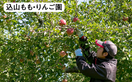 【2026年発送】鏡石町 まきばのフルーツ定期便（桃 約5kg・和梨 約5kg・りんご 約10kg）モモ もも ナシ なし リンゴ 福島県 鏡石町 F6Q-415
